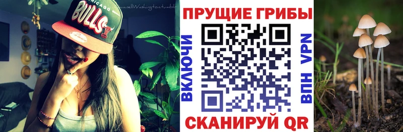 Галлюциногенные грибы Cubensis  Купить  Ивантеевка 